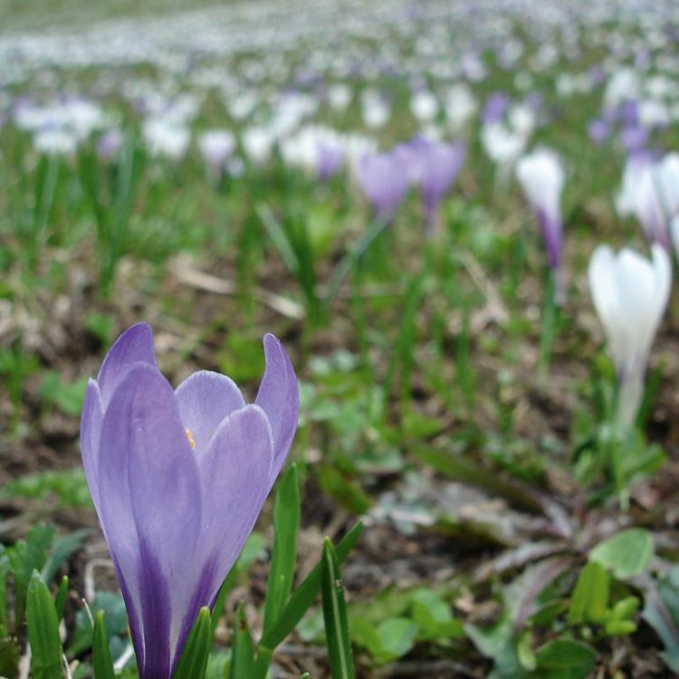 Frühling in Passeier